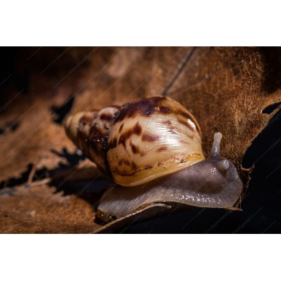 Caracol - Lissachatina reticulata